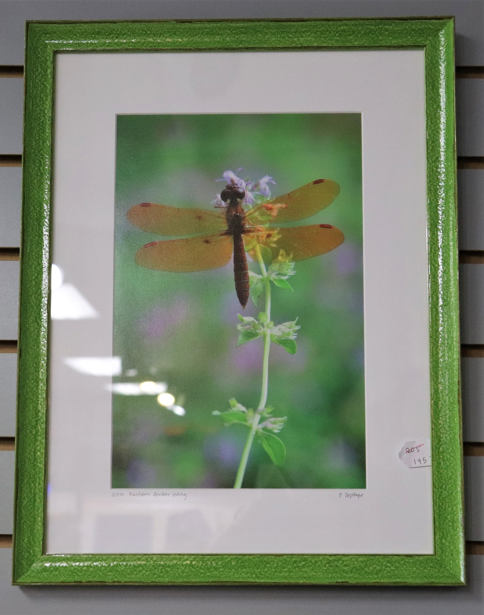 13 1/2" x 17 1/2" Dragonfly - Photo signed by photographer