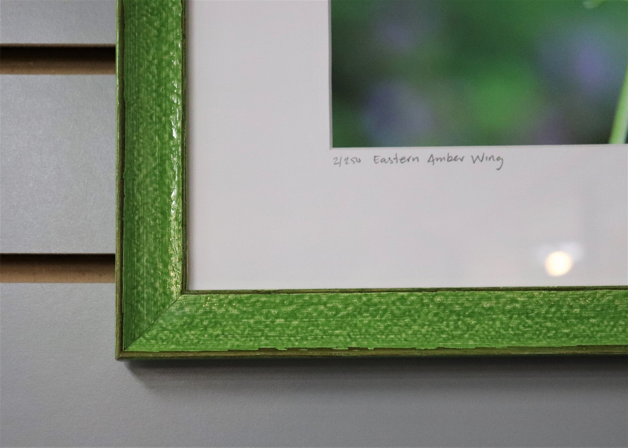 13 1/2" x 17 1/2" Dragonfly - Photo signed by photographer